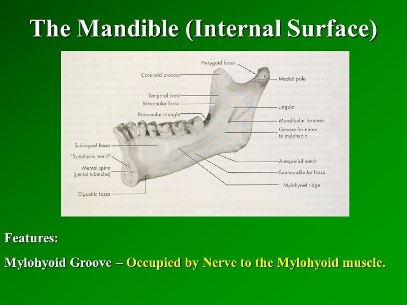 The Mandible (Internal Surface)   Features: Mylohyoid Groove – Occupied by Nerve to